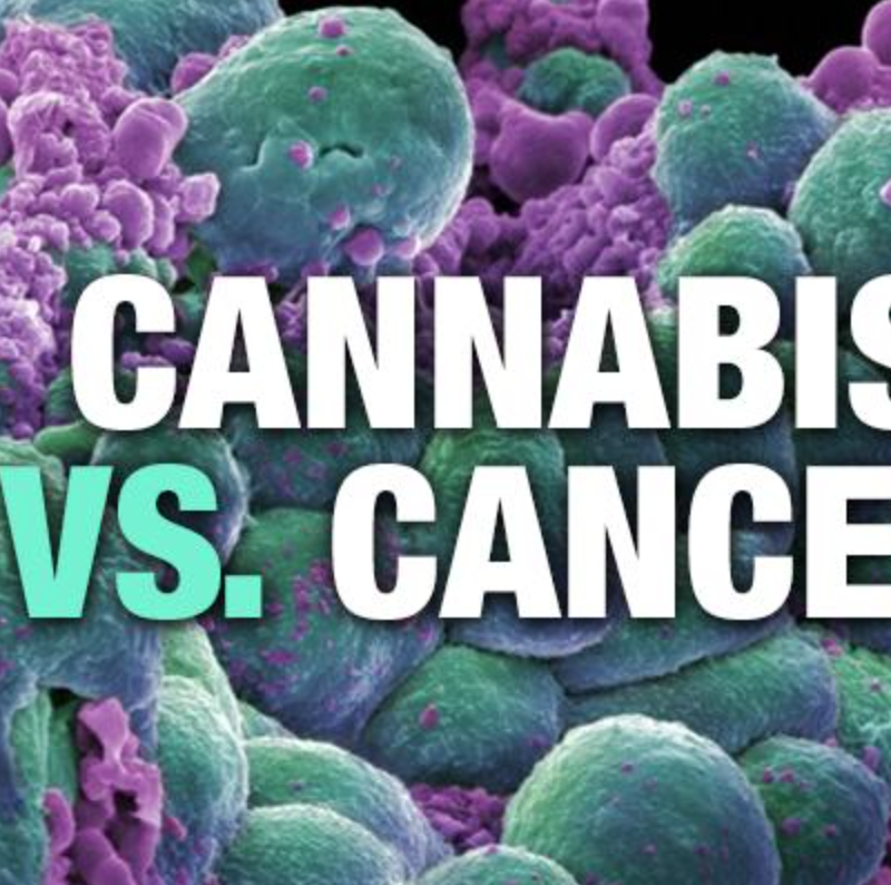 cannabis and cancer