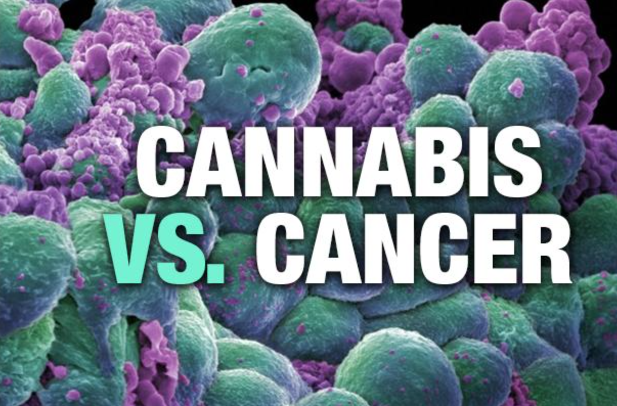 cannabis and cancer